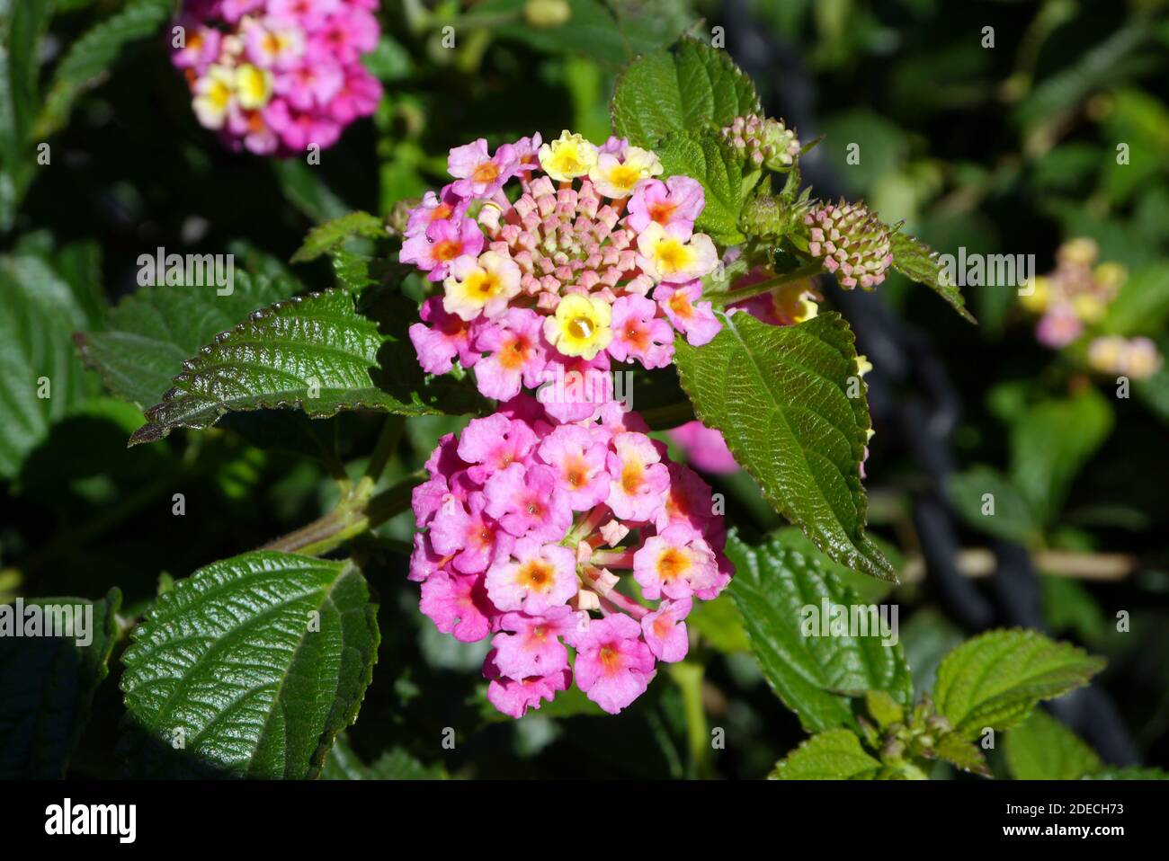 Pink/Yellow Lantana camara 'Feston Rose' Flowers grown in the Border at ...