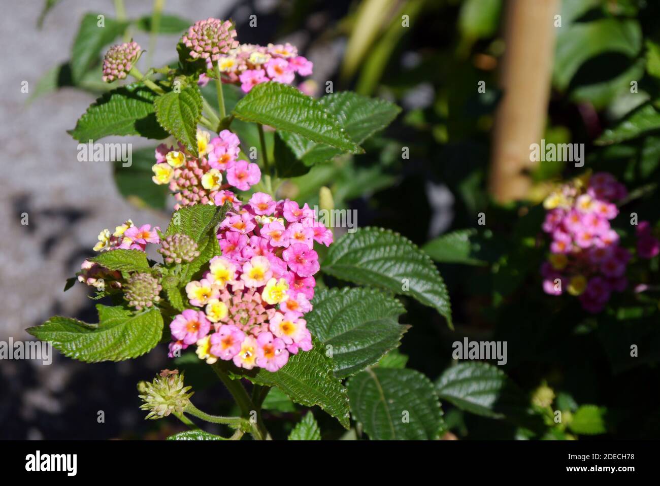 Pink/Yellow Lantana camara 'Feston Rose' Flowers grown in the Border at RHS Garden Harlow Carr, Harrogate, Yorkshire, England, UK. Stock Photo