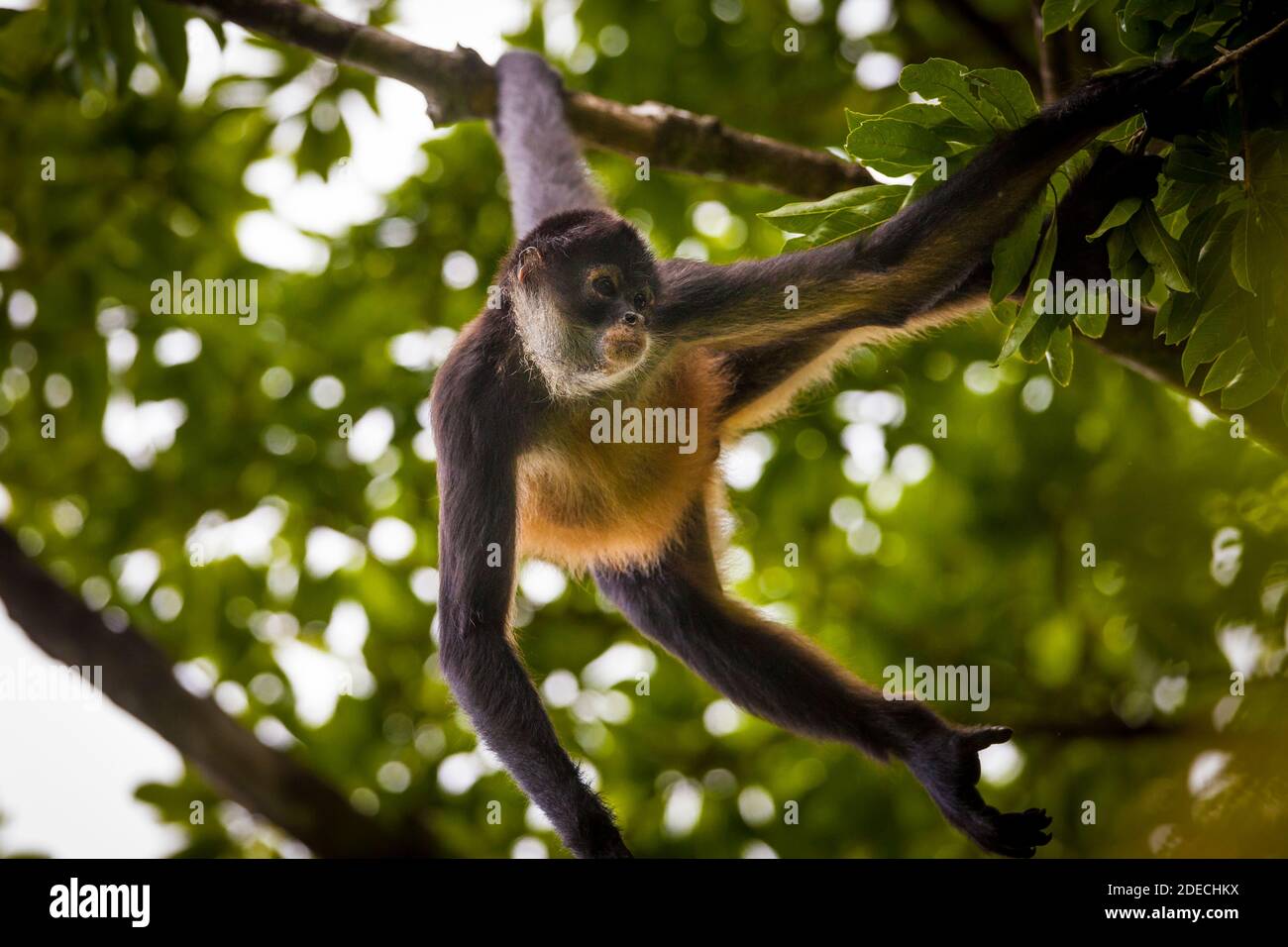 Azuero Spider Monkey, Ateles geoffroyi azuerensis, inside the dense rainforest of Cerro Hoya national park, Veraguas province, Republic of Panama. Stock Photo