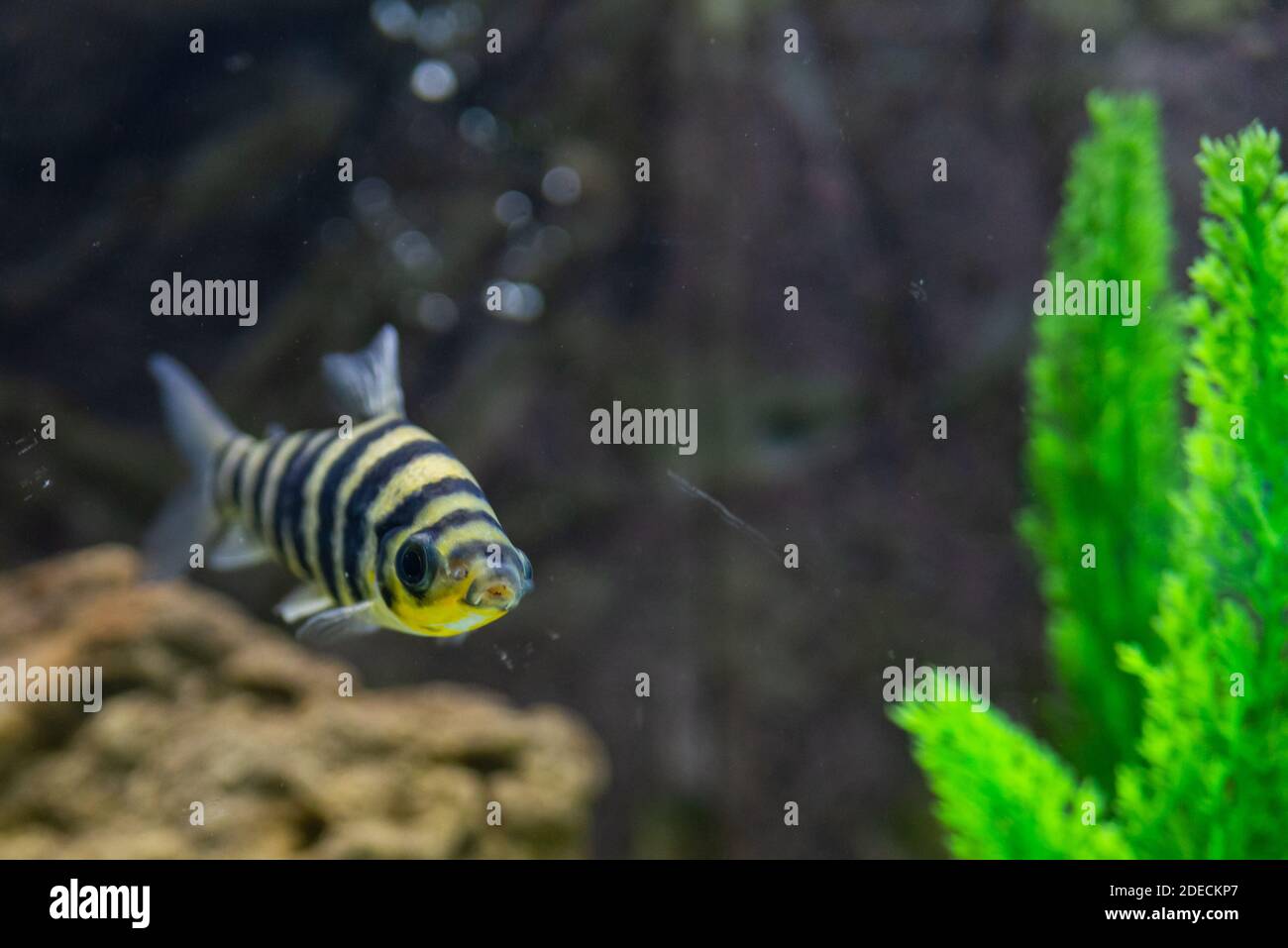 A banded Leporinus against a background of bogwood and plants in aquarium Stock Photo