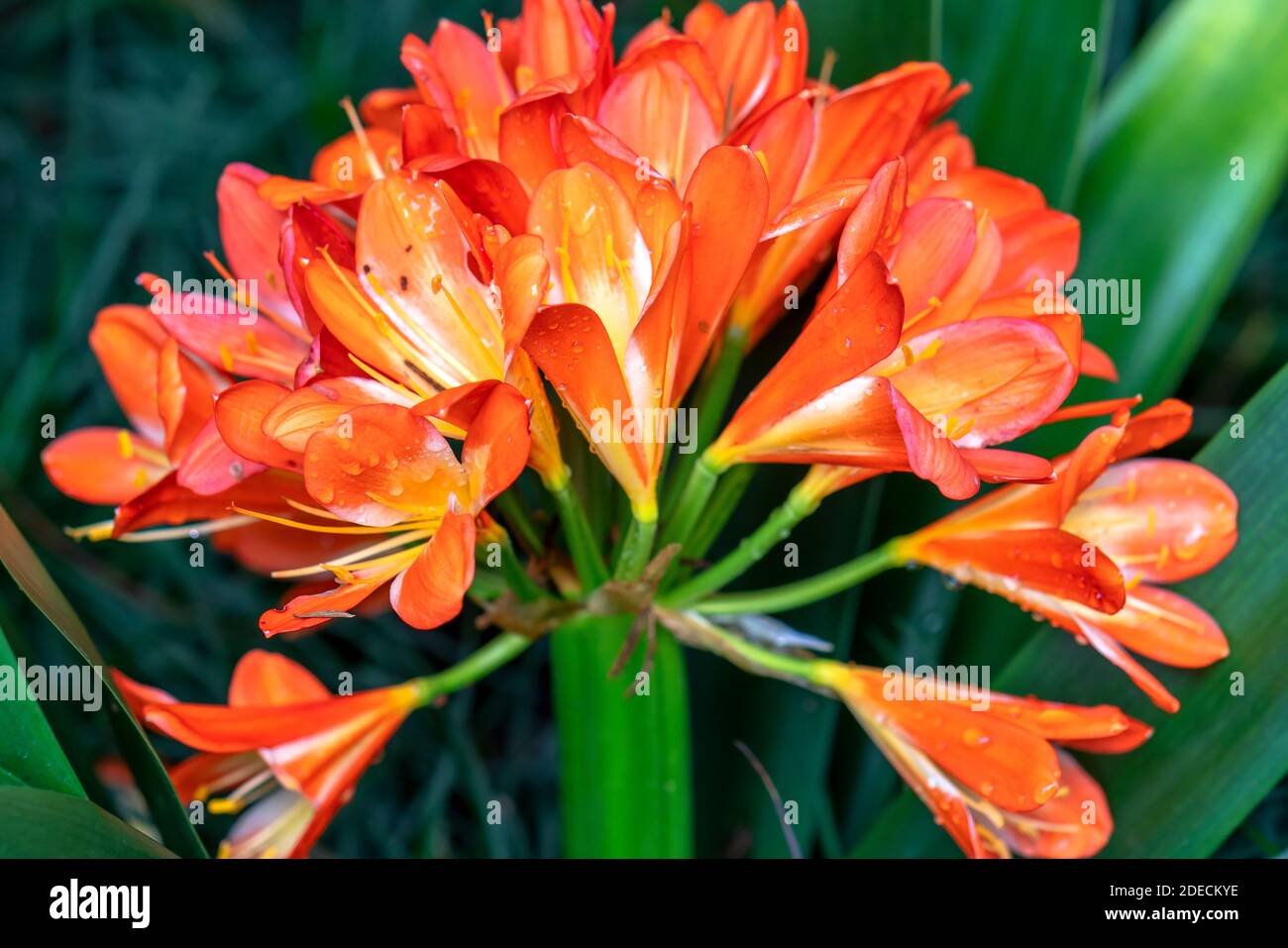 Orange bush lily blossoms with leaves in herb garden. It has a long, bright green leaves and produces strong flower stems topped Stock Photo