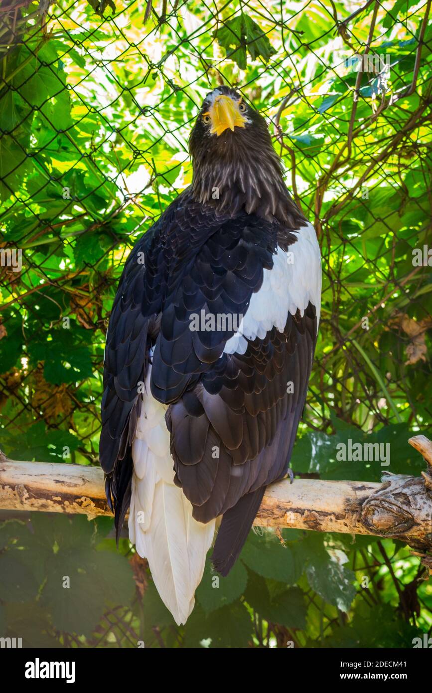 Portrait of a white headed bald eagle or haliaeetus leucocephalus Stock ...