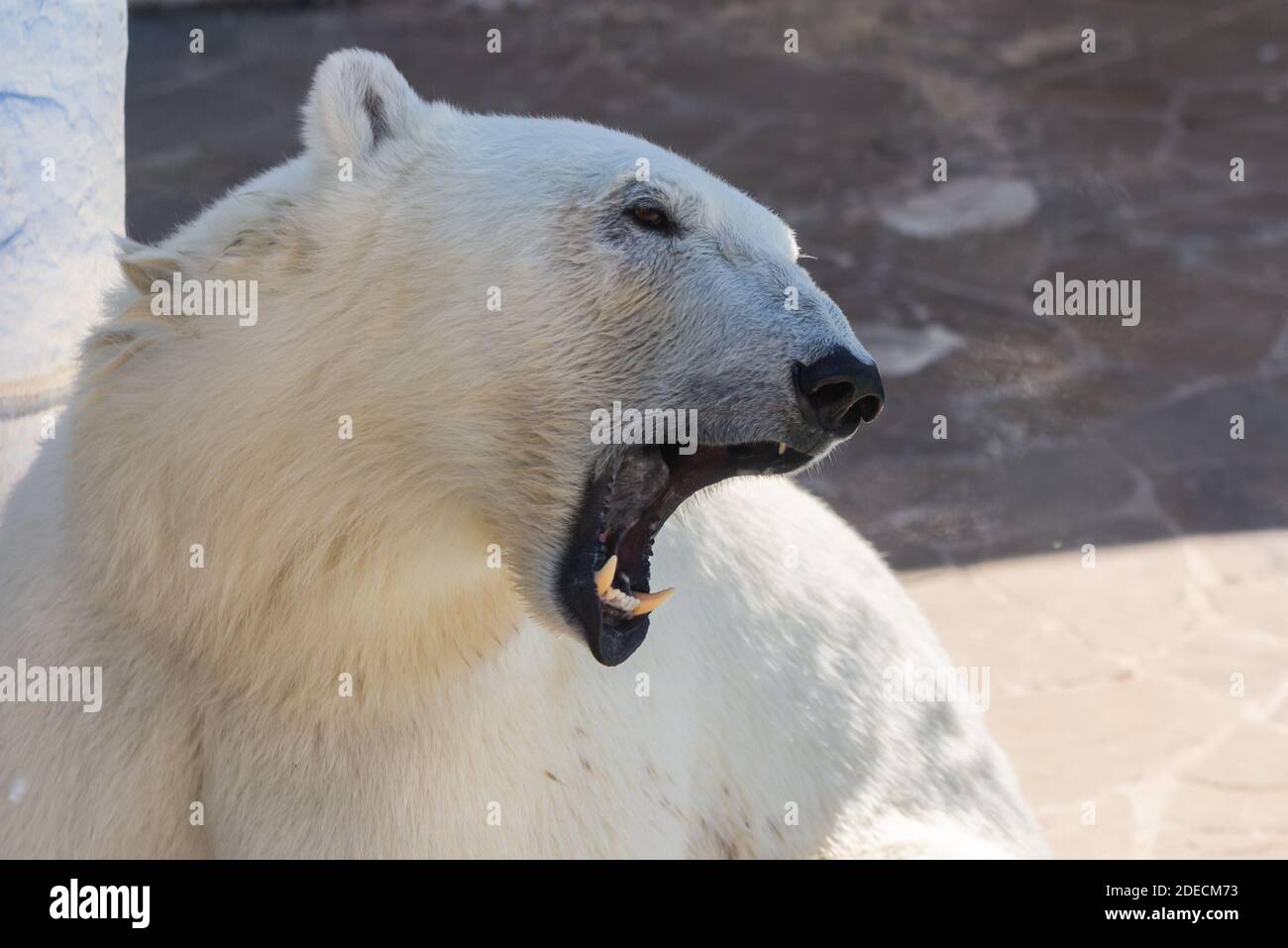 North polar basin hi-res stock photography and images - Alamy