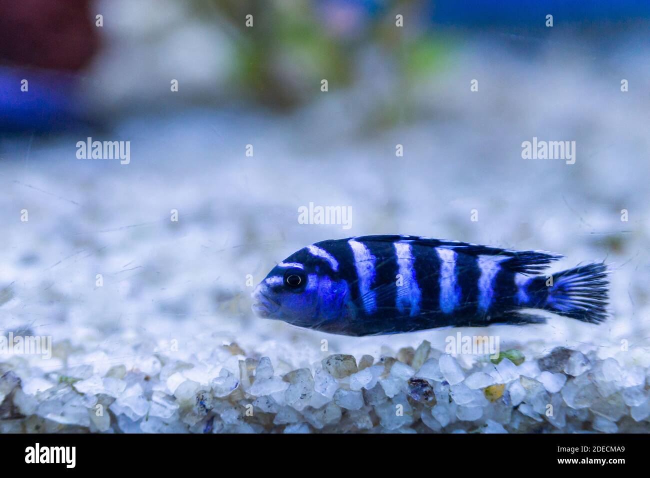 Cichlid or Cichlidae blue tropical fish in aquarium. African Cichlid endemic to Malawi in blue tropical fish Cichlidae family. Colorful blue tropical Stock Photo