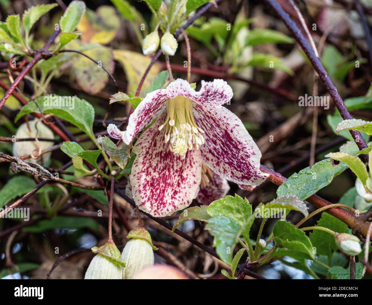 A close up of a single purple flecked cream flower of the winter flowering Clematis cirrhosa var. balearica Stock Photo