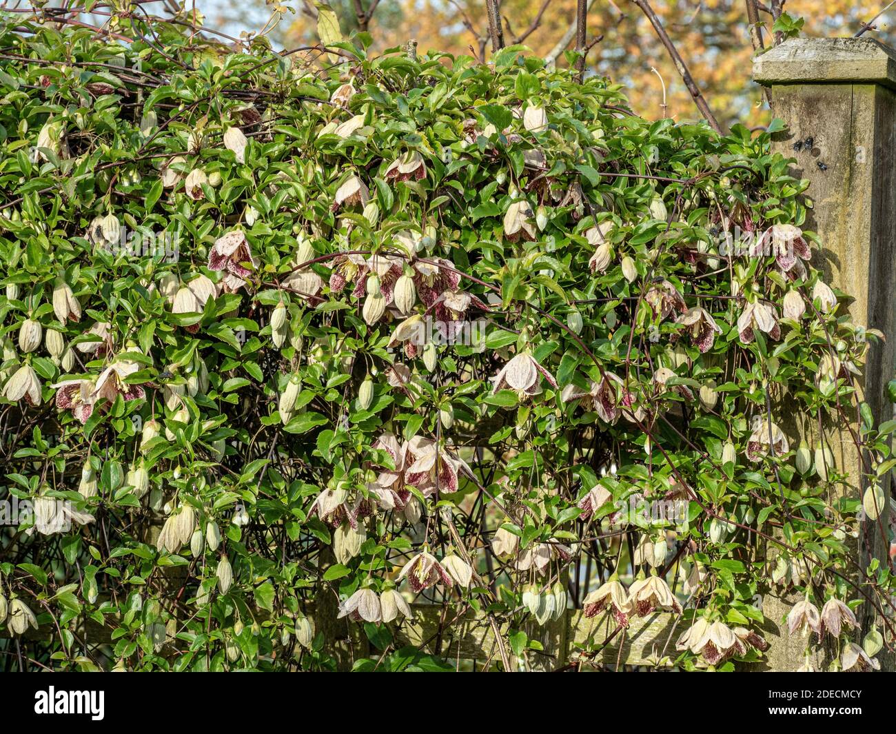 A large plant of the winter flowering Clematis cirrhosa var. balearica covering a trellis and lit by winter sunshine Stock Photo