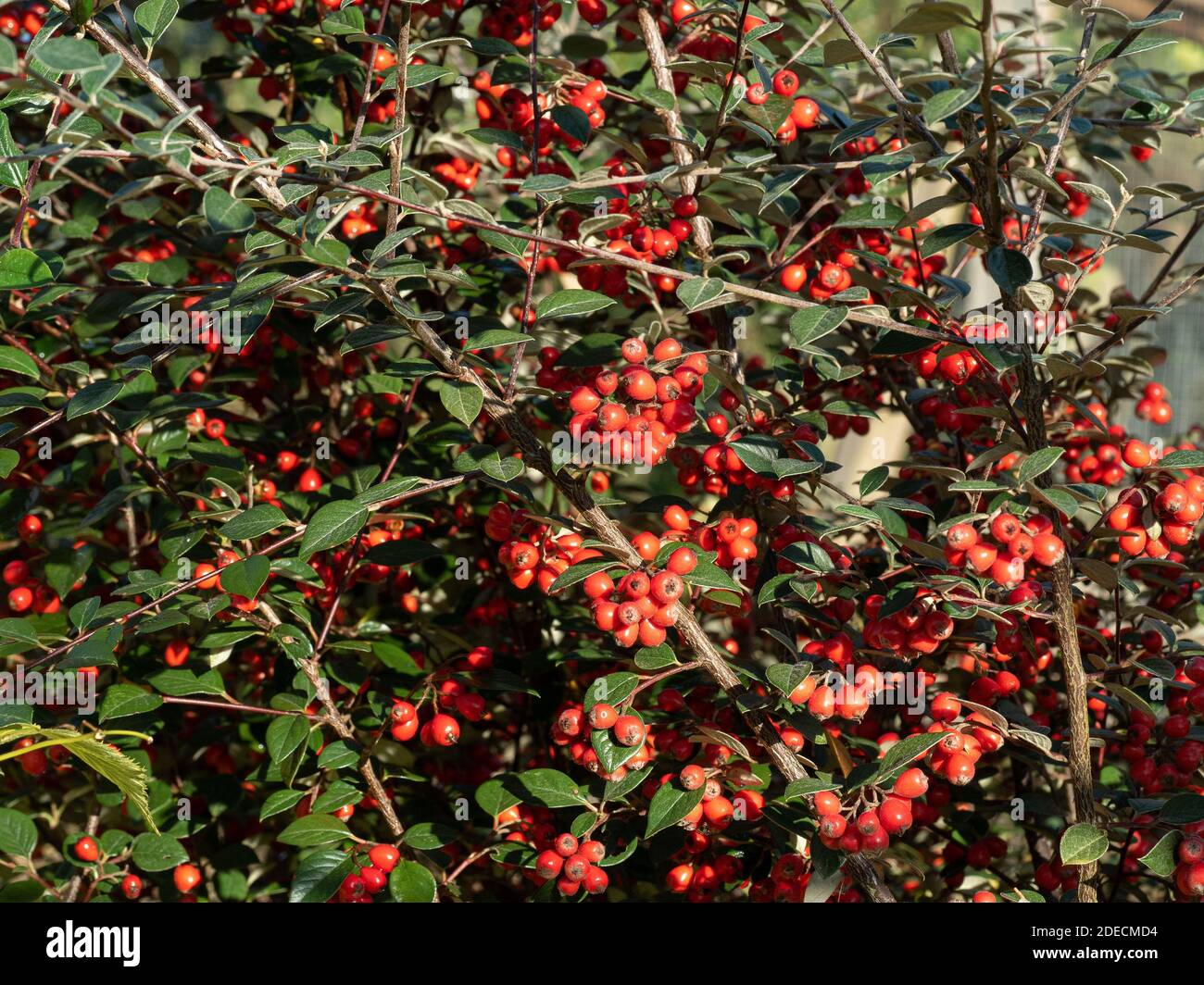 A bush of Cotoneaster lacteus showing the grey green evergreen foliage and the bright red berries Stock Photo