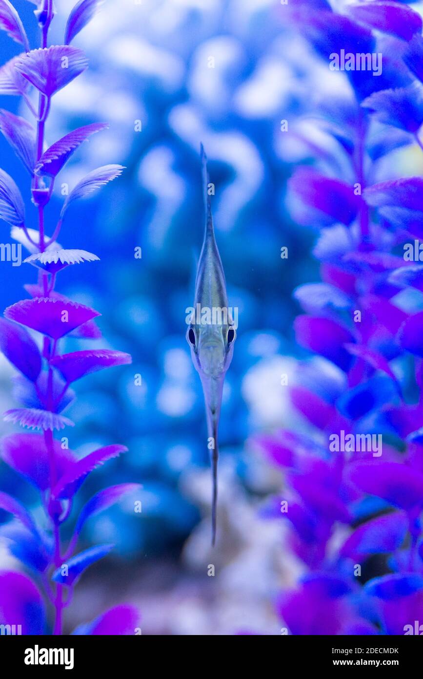 Angelfish or Pterophyllum scalare aquarium fish, front view Stock Photo ...