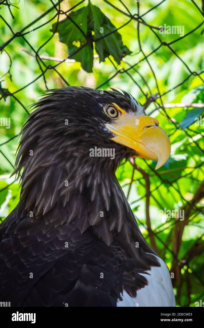 Portrait of a white headed bald eagle or haliaeetus leucocephalus Stock ...