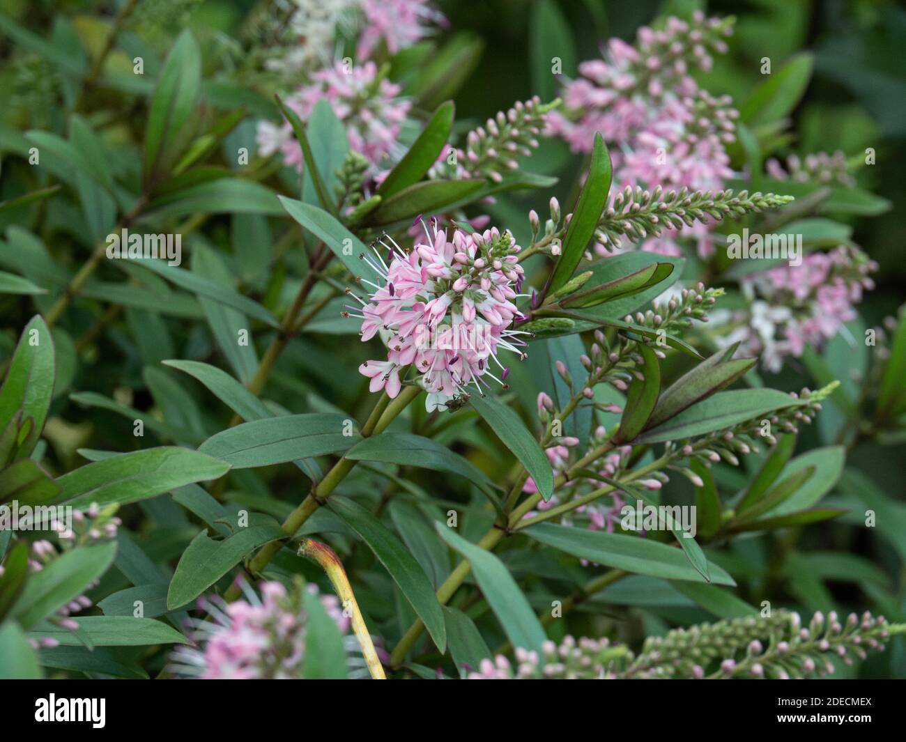 The pale pink flowers of the Hebe Nicola's Blush against a background of the thin foliage Stock Photo