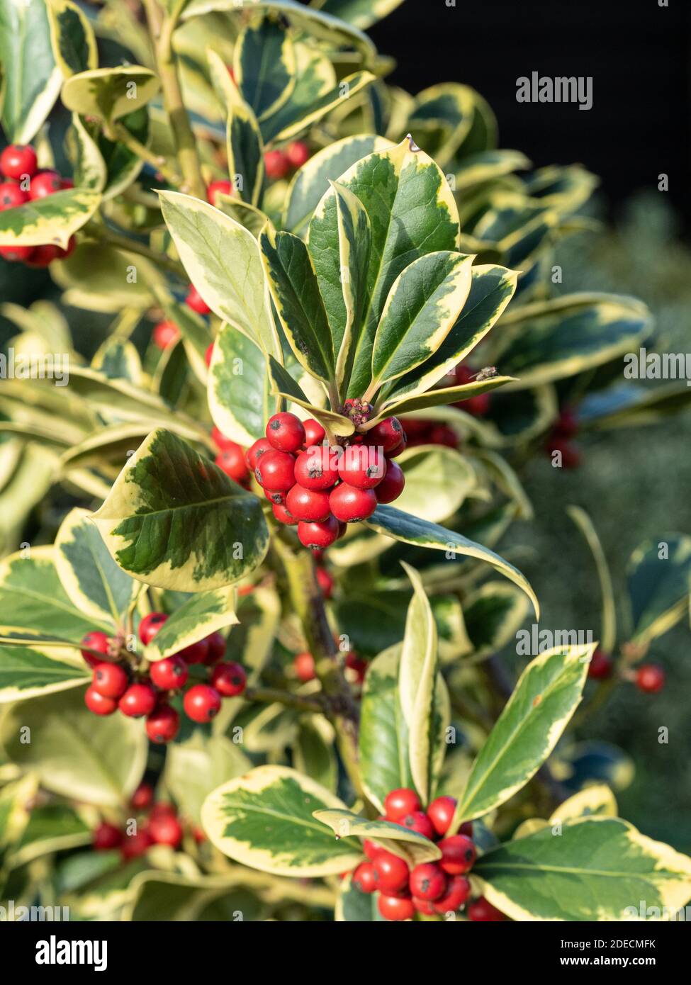 A close up of the red berries and golden variegated foliage of the holly Ilex Golden King Stock Photo
