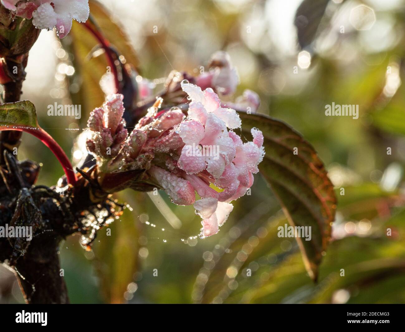A close up of the pale pink flowers of Viburnum x bodnantense 'Dawn covered in sunlit dewdrops. Stock Photo
