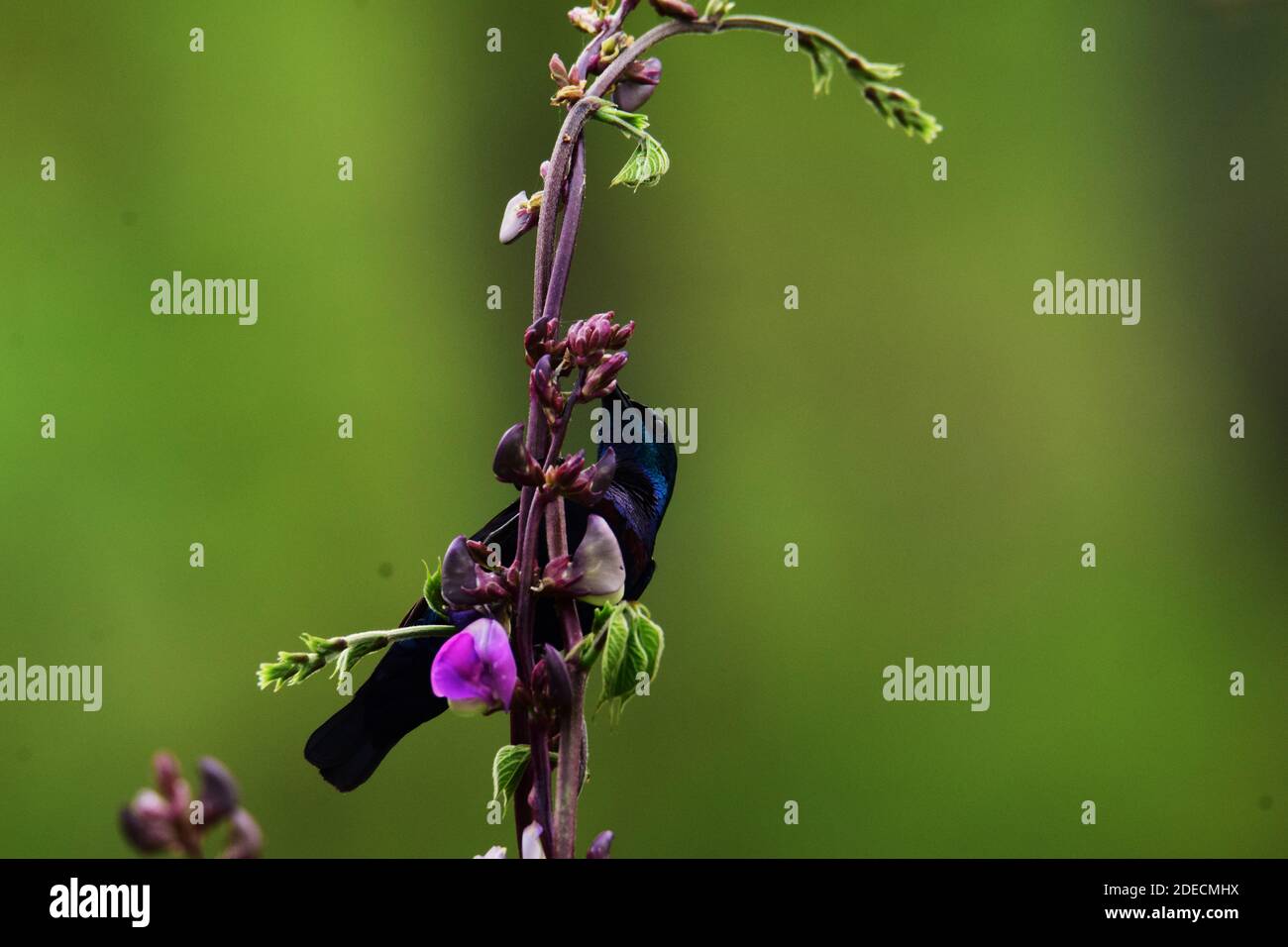 loten's sunbird hanging in the plant sucking nectar Stock Photo