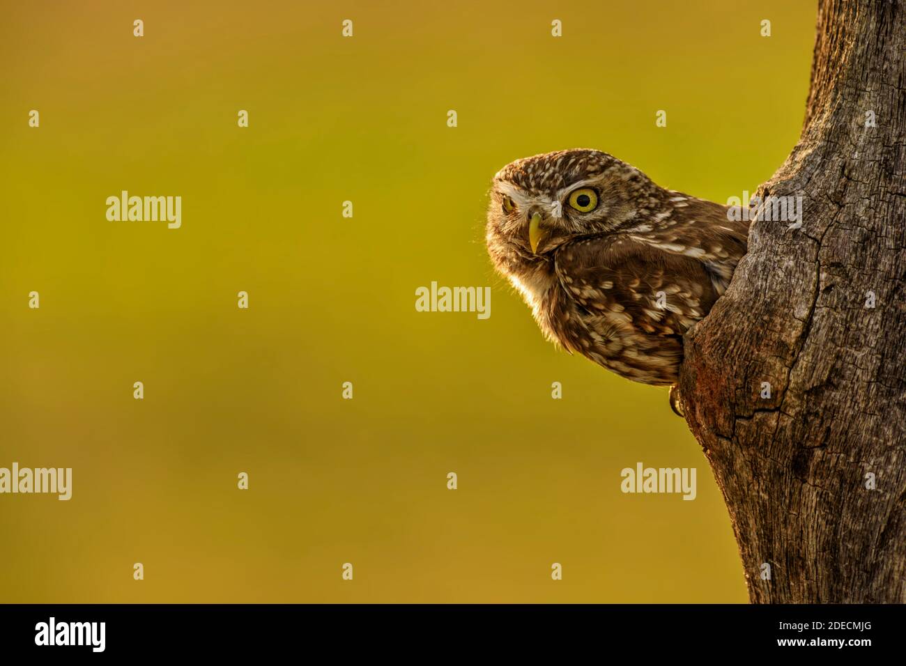 Little Owl - Athene noctua, small beautiful owl from European forests, Hungary. Stock Photo