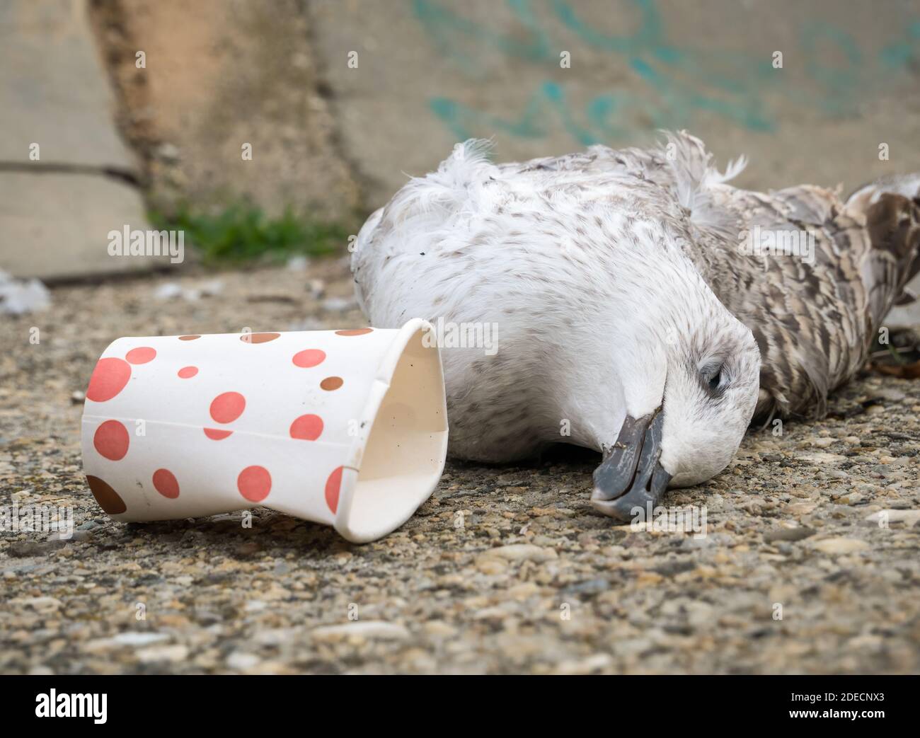 A dead seagull or bird at the edge of the water next to plastic waste.. Plastic pollution concept. Stock Photo