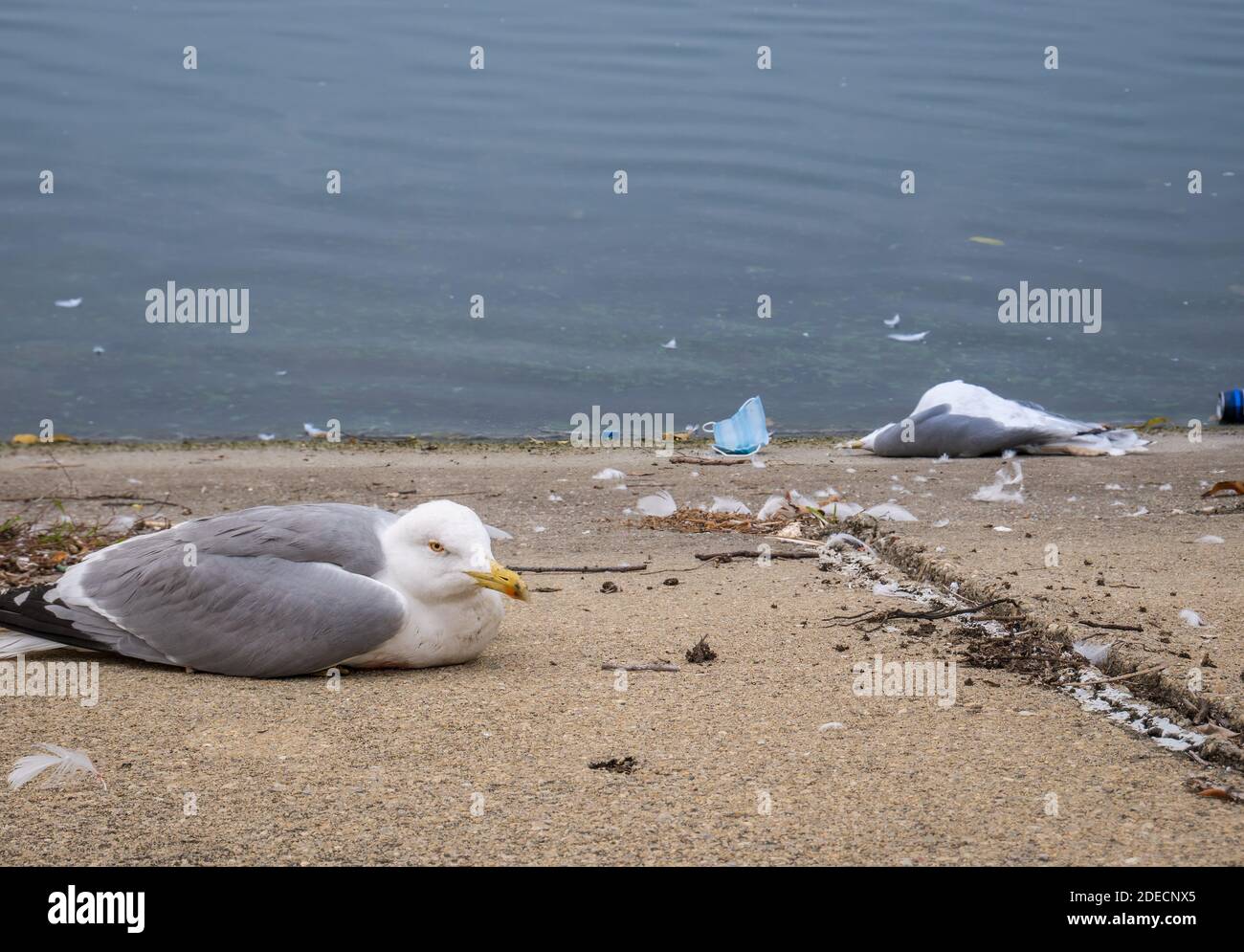 Dying seagull or bird on Lake Dambovita in Bucharest, Romania. Stock Photo