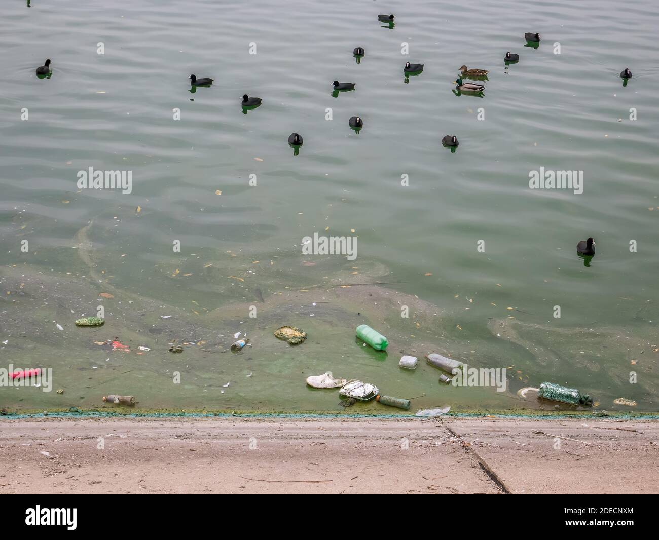 PET plastic bottles and garbage floating on the water of Dambovita lake(Lacul Morii) in Bucharest, Romania Stock Photo