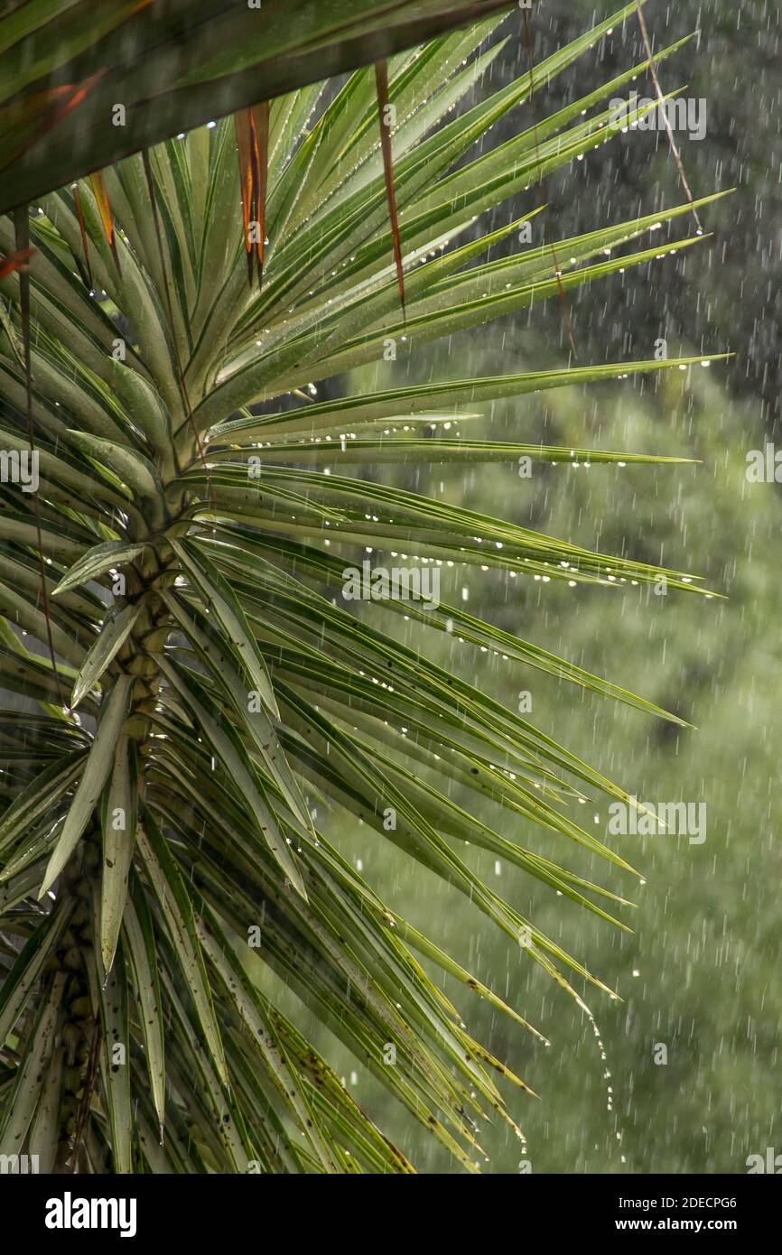 Rain falling on variegated yucca plant in a private, subtropical garden. Autumn, Queensland, Australia. Stock Photo