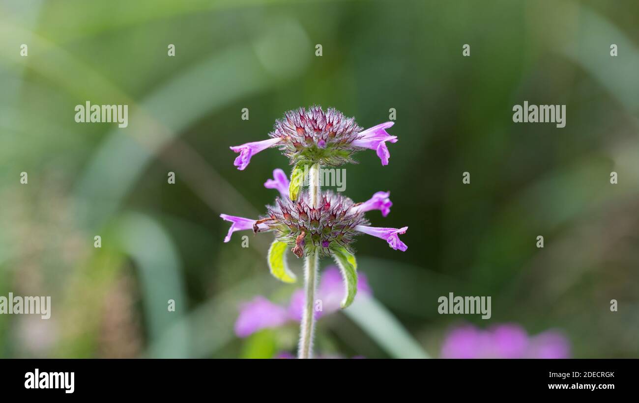 Close up of Wild Basil (Clinopodium vulgare). Flower with pink petals and hairy stem. Stock Photo