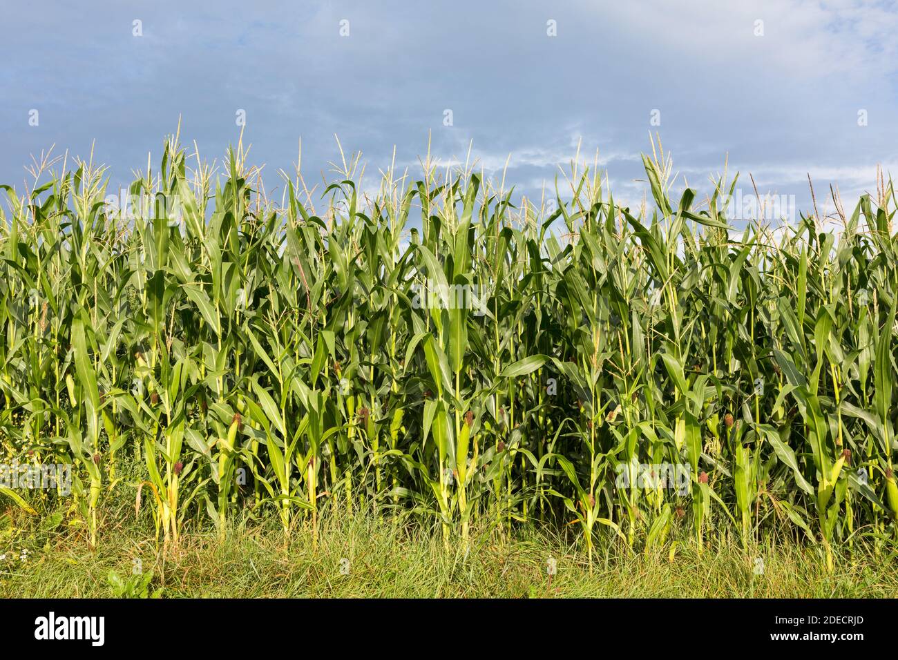 Cornfield at the end of August. With dark blue clouds. Stock Photo
