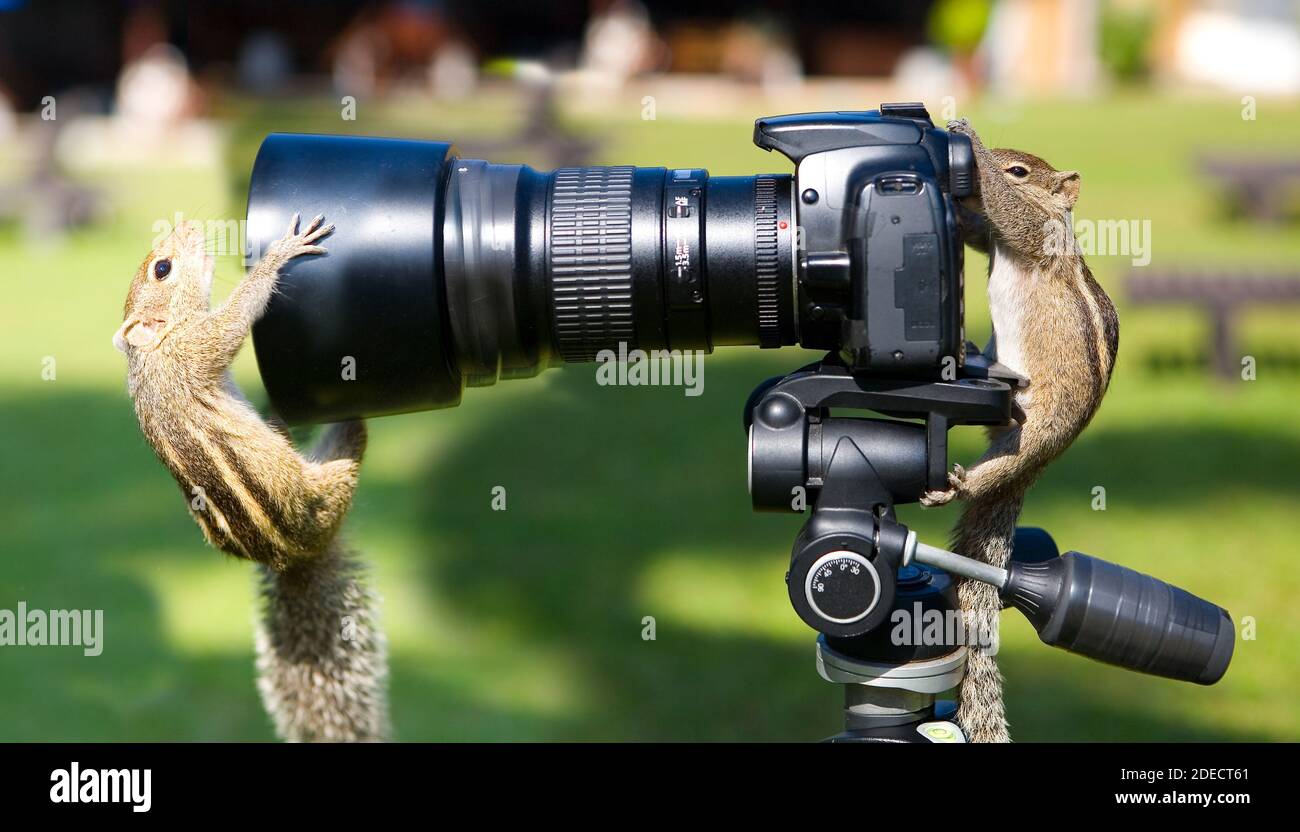 Palm squirrels staged a photo shoot. Animals and humor. Stock Photo
