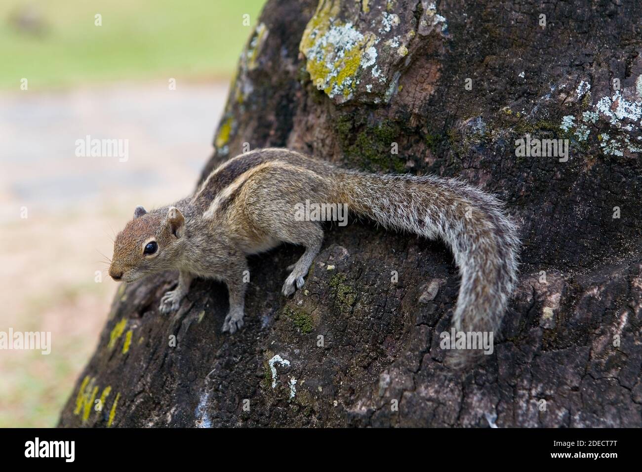 A fluffy palm squirrel sits on a tree. Nature of Sri Lanka. Stock Photo