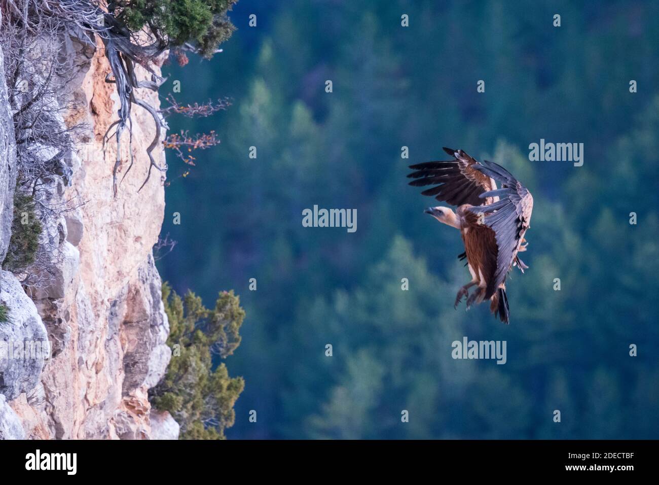 Griffon vulture in flight / landing Stock Photo
