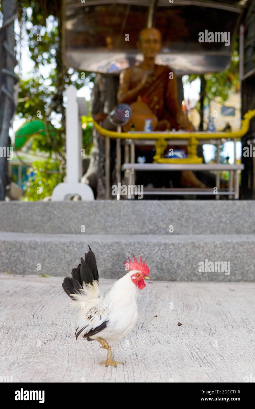 Beautiful rooster on the background of the sculpture of a monk in the temple Wat Suwan Khiri Ket. The culture of Thailand. Stock Photo