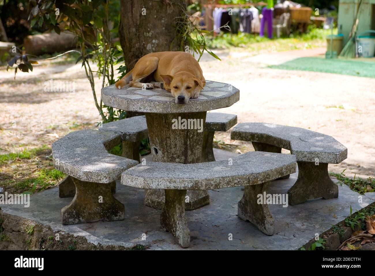 A large red dog in a collar sleeps on a stone table. Outdoors. Stock Photo