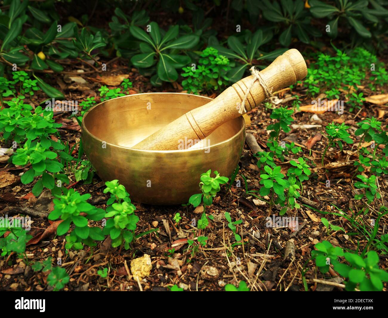 Singing bowl placed in the nature in the middle of small green plants Stock Photo