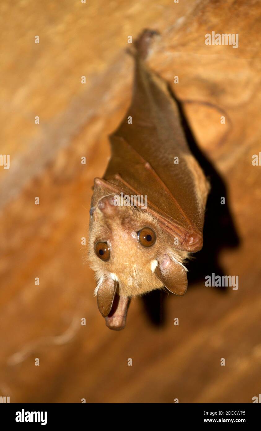 A Wahlberg's Epauletted Fruit Bat roosts under a roof of an open camp building. This is the commonest and most widespread in East/South Africa Stock Photo
