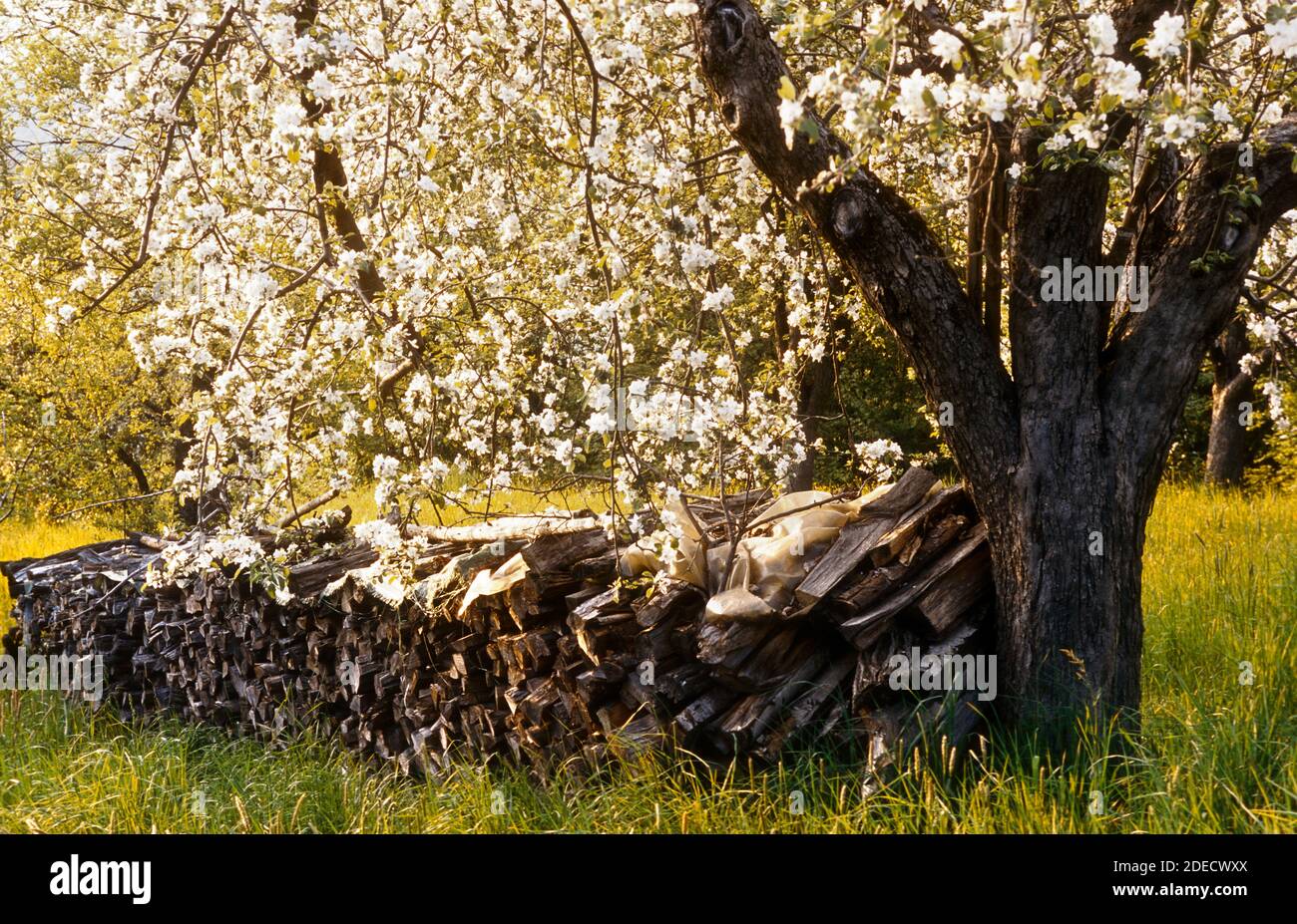 geography / travel, Austria, Burgenland, Rohrbrunn, meadow with pile of wood, Additional-Rights-Clearance-Info-Not-Available Stock Photo