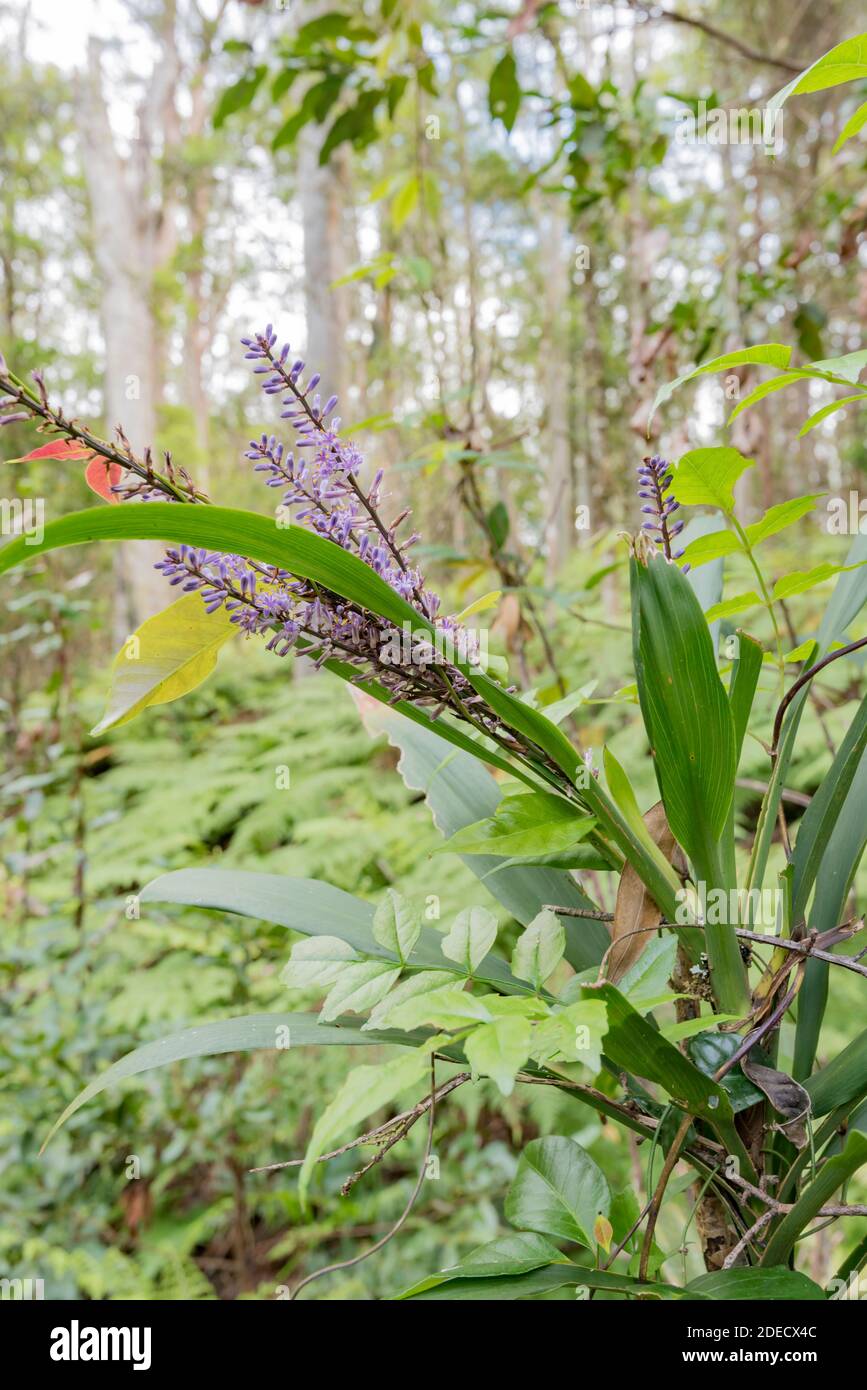 Slender palm lily hires stock photography and images Alamy