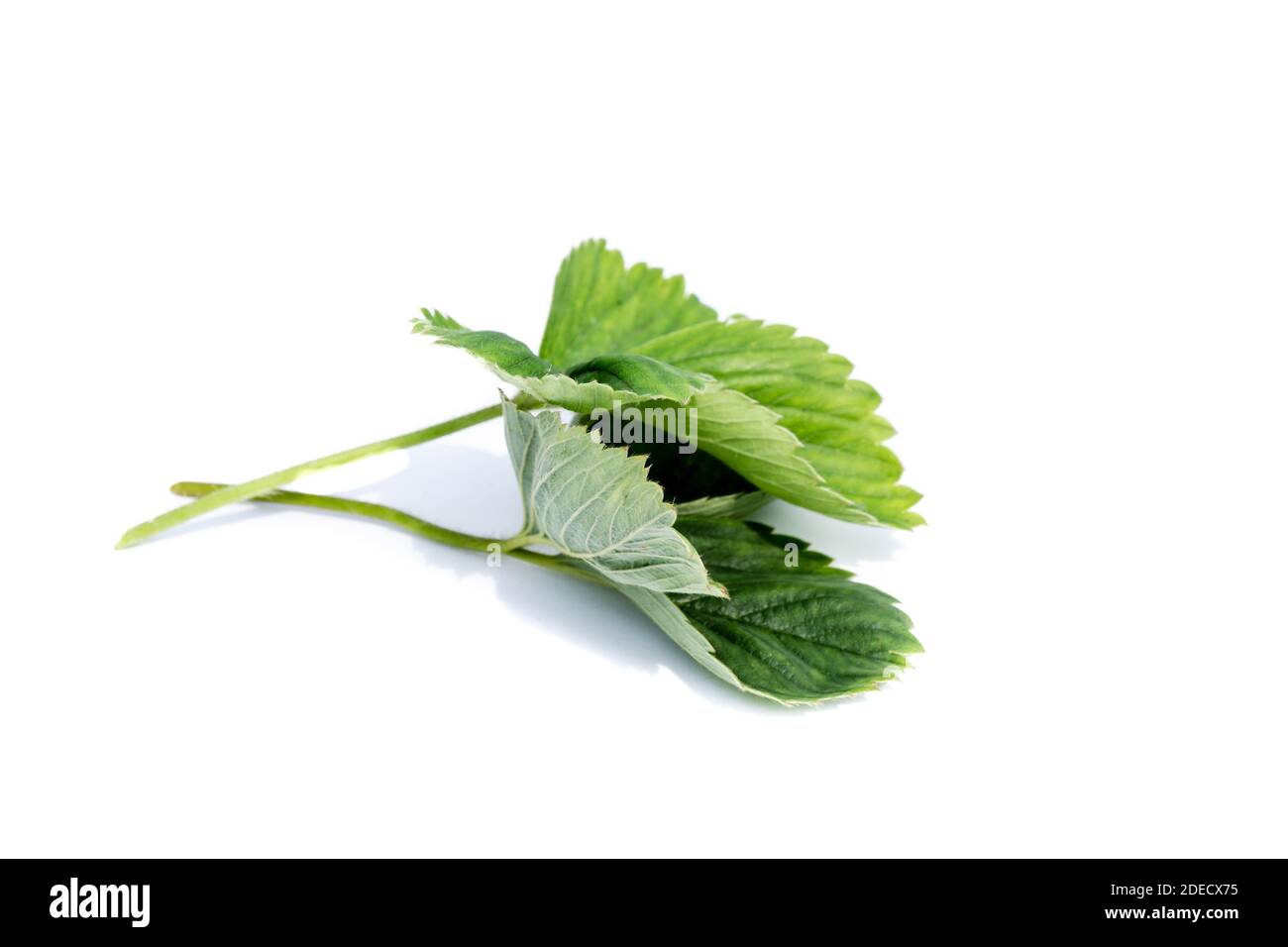 strawberry leaf isolated on white background Stock Photo