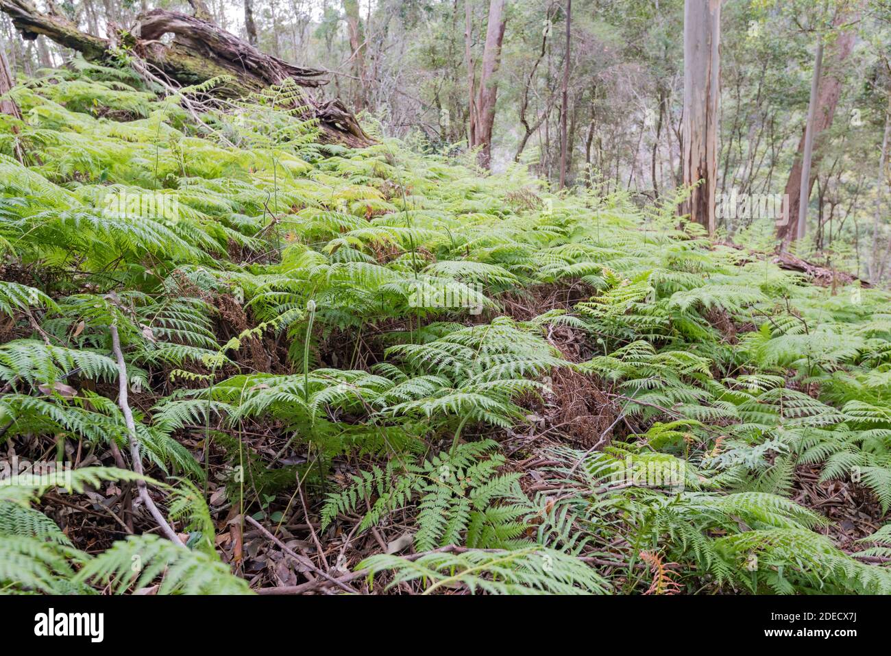 Bracken Fern (Calochlaena dubia) provides a ground cover on a hillside at Ellenborough Falls, New South Wales, Australia Stock Photo