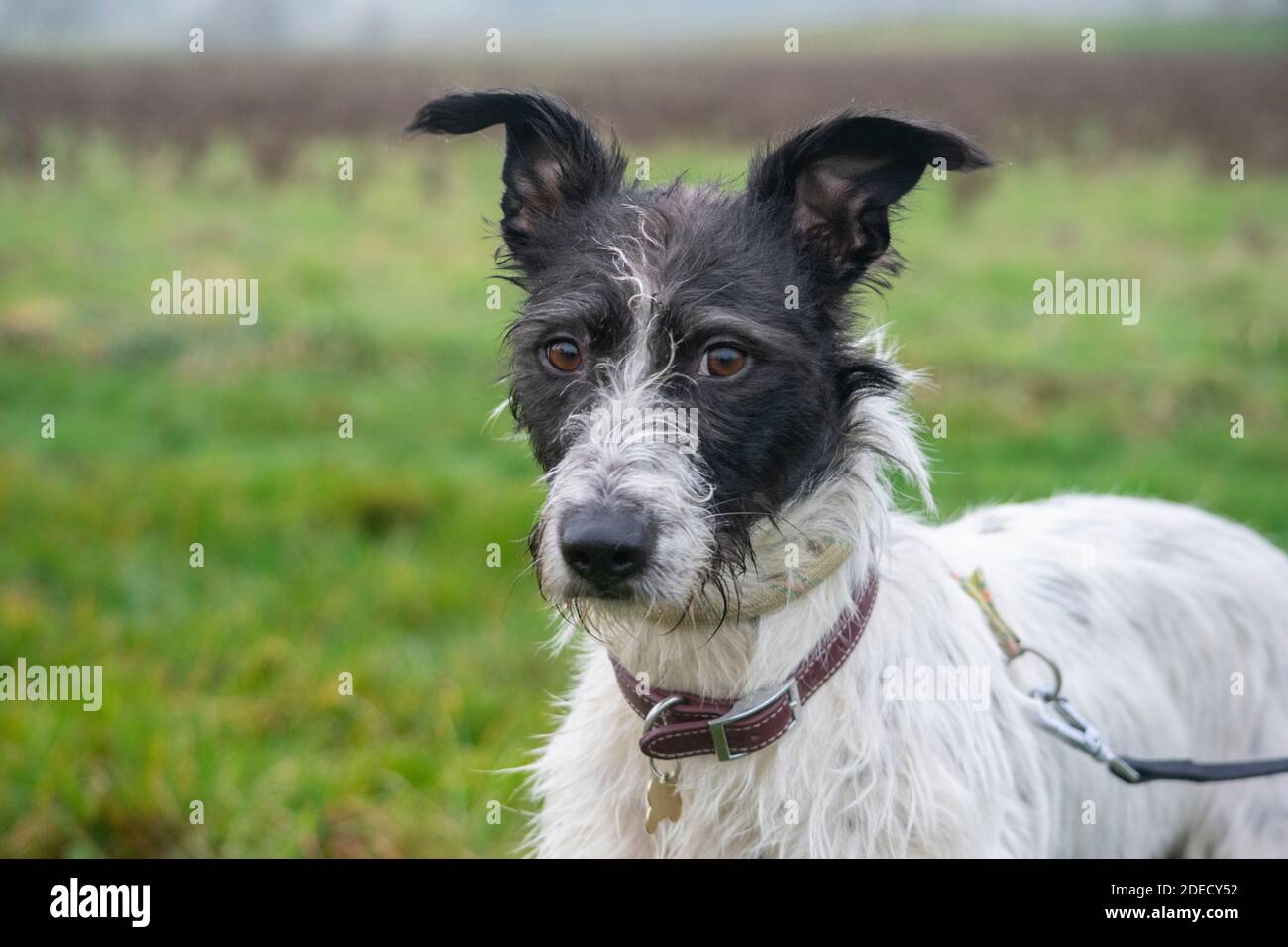 Lurcher type dog in a field Stock Photo