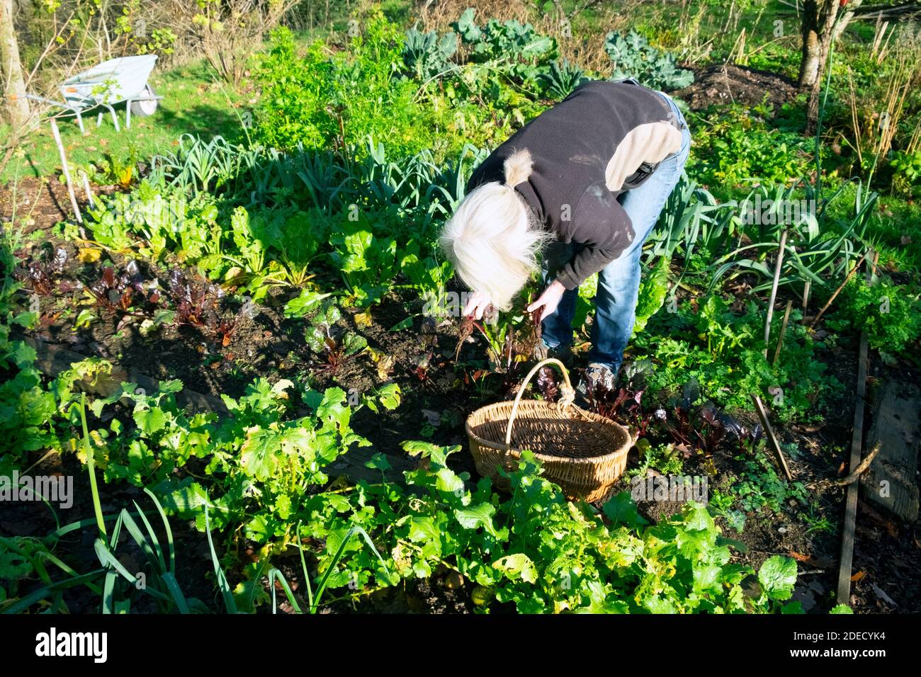 Woman with basket digging up beetroot beets picking green salad leaves & homegrown vegetables leeks parsley vegetable garden Wales UK    KATHY DEWITT Stock Photo