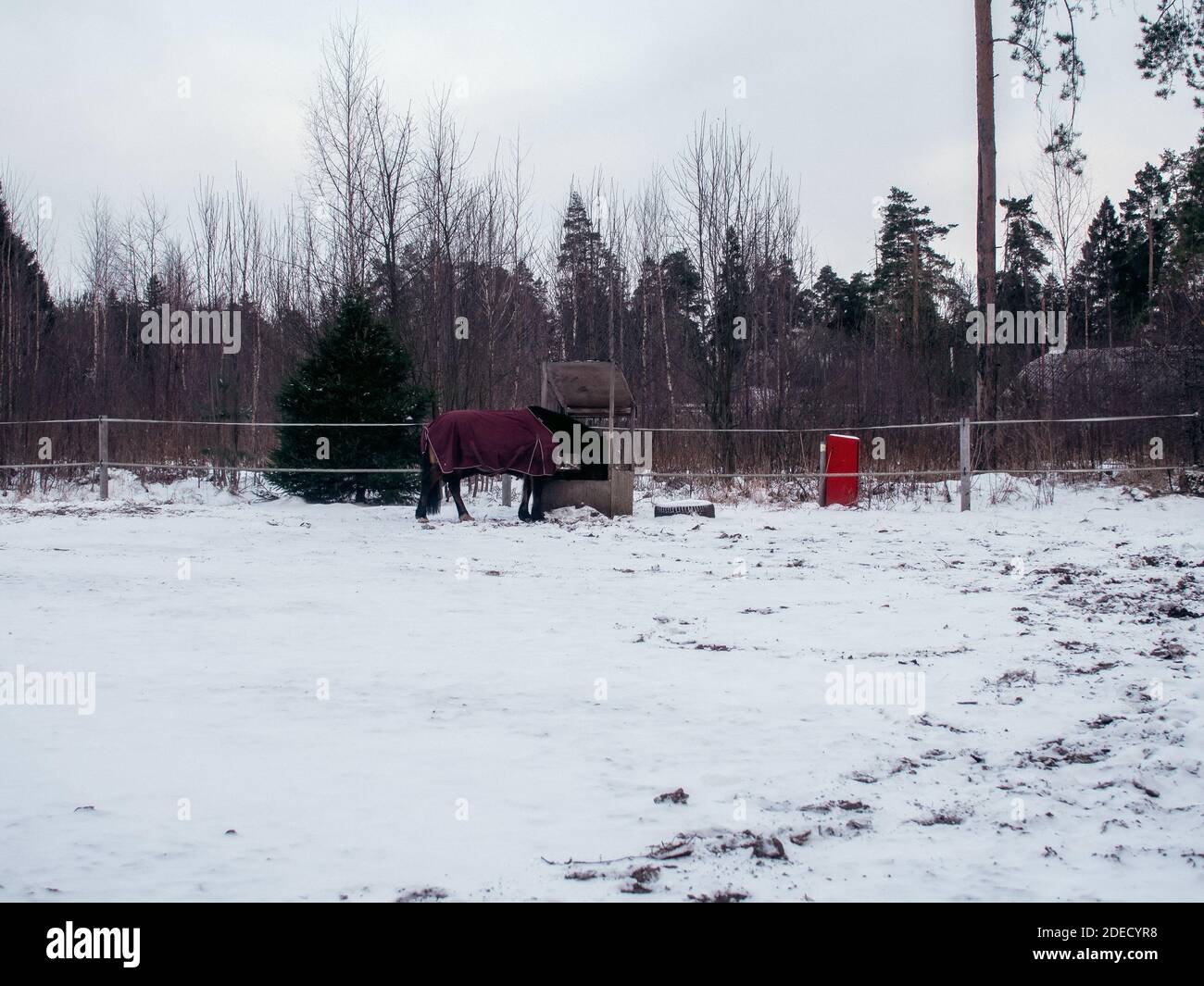 Horse in winter on open grazing, Russia Stock Photo