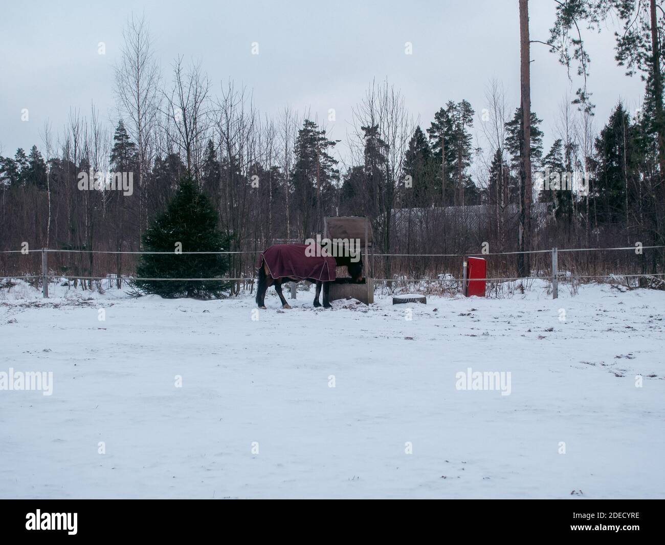Horse in winter on open grazing, Russia Stock Photo