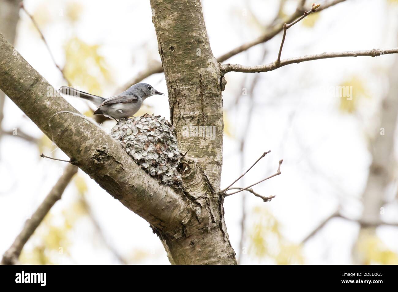 Blue-gray Gnatcatcher actively nest building (polioptila caerulea), Long Island, New York Stock Photo