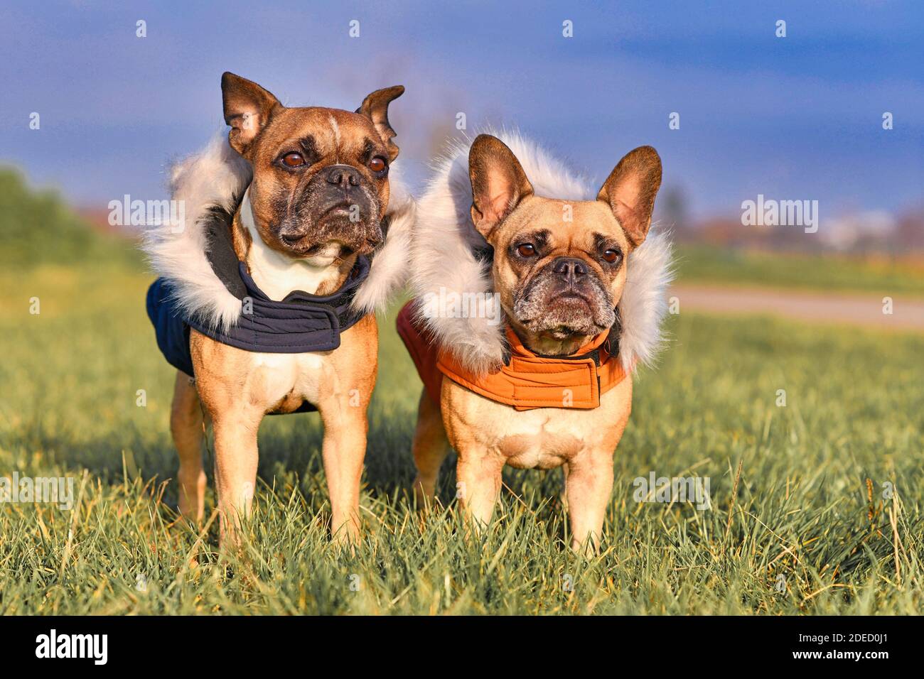 Pair of fawn French Bulldog dogs wearing warm winter clothes with fur