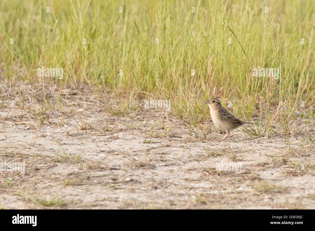 Grasshopper Sparrow (Ammodramus savannarum) at the edge of a grassland, Long Island, New York Stock Photo