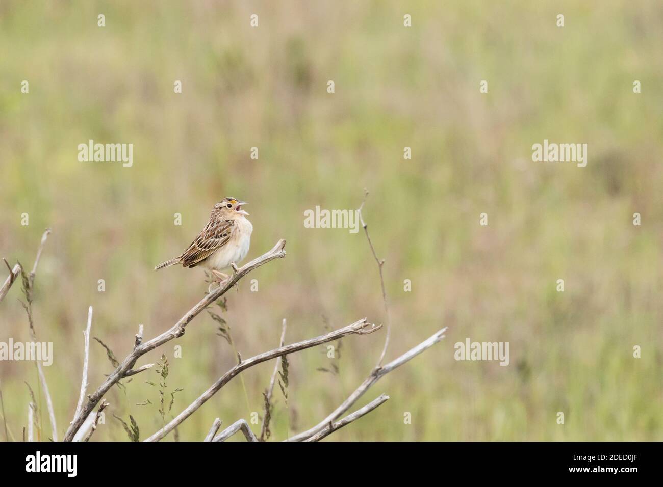 Grasshopper Sparrow (Ammodramus savannarum) singing on a branch, Long Island, New York Stock Photo