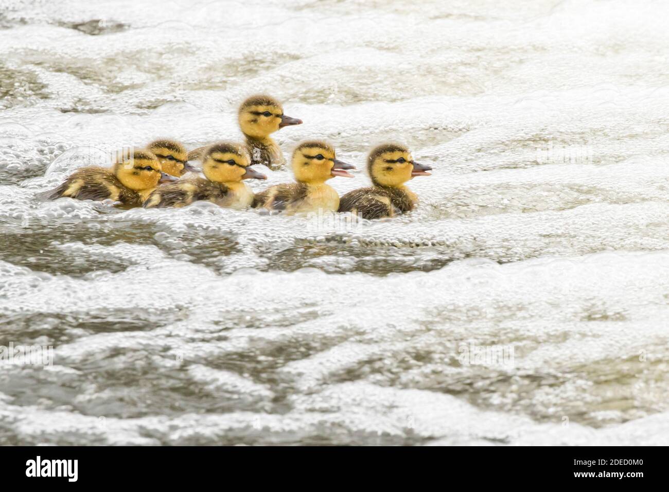 Mallard ducklings (Anas platyrhynchos) in bubbling water, separated from their mother, Long Island New York Stock Photo