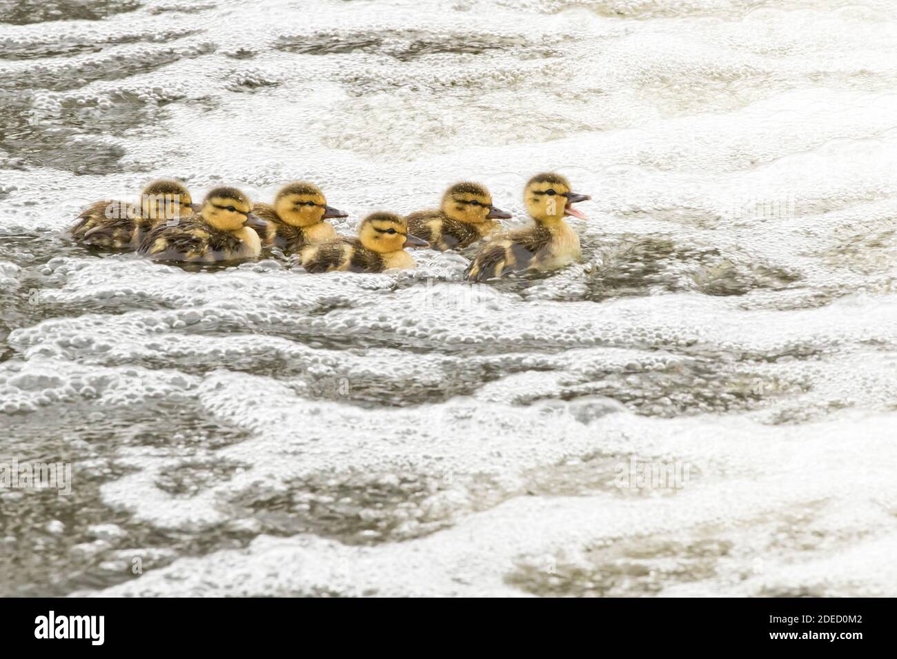 Mallard ducklings (Anas platyrhynchos) in bubbling water, separated from their mother, Long Island New York Stock Photo