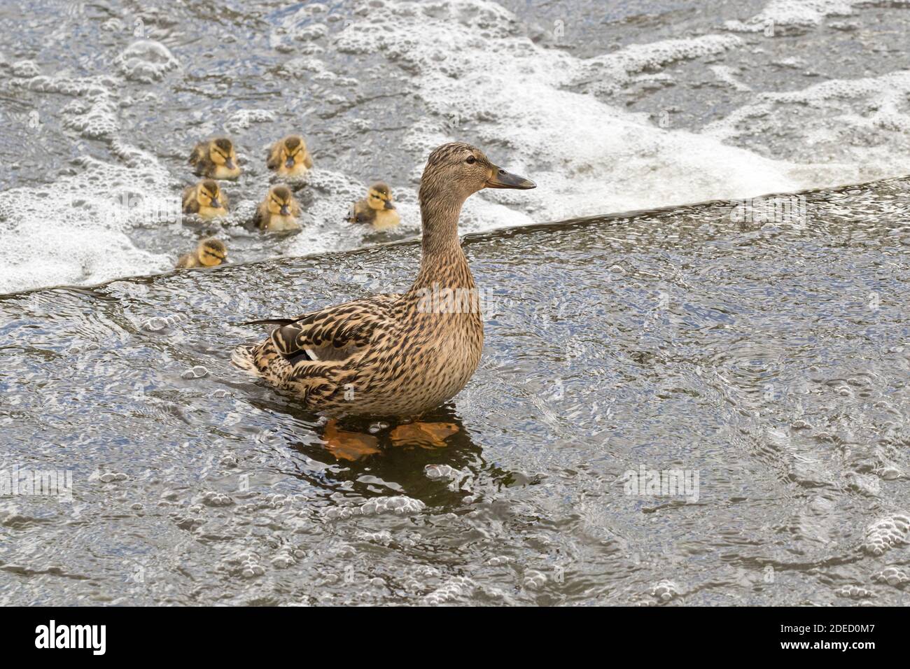 Mallard (Anas platyrhynchos) ducklings in bubbling water, separated from their mother, Long Island New York Stock Photo