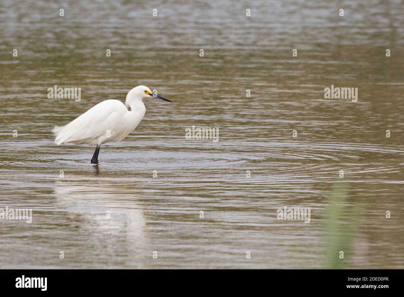 Snowy Egret (Egretta thula) foraging in a pond, Long Island, New York Stock Photo