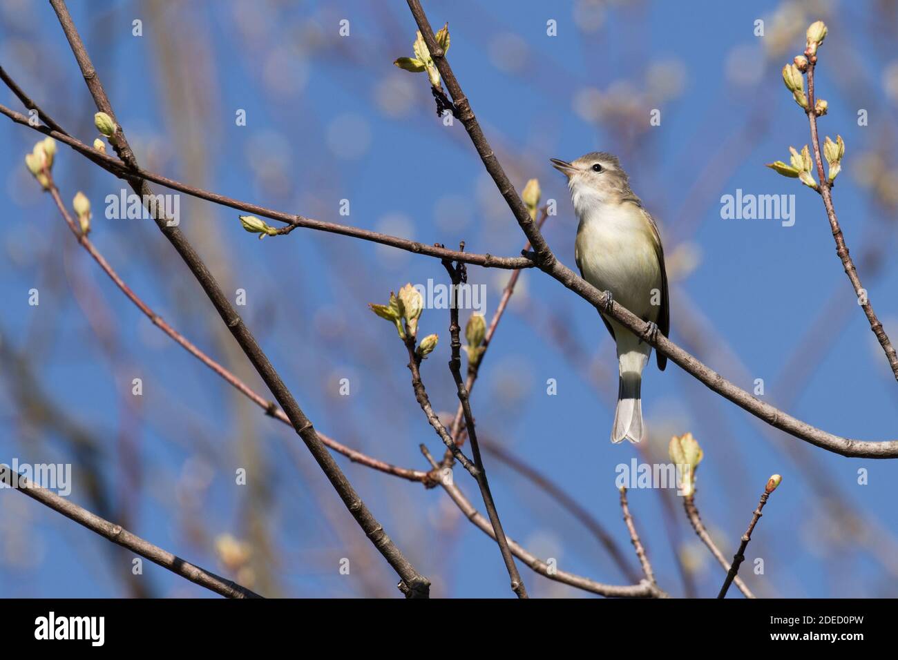 Warbling Vireo (Vireo gilvus) perched on a branch, Long Island, New York Stock Photo