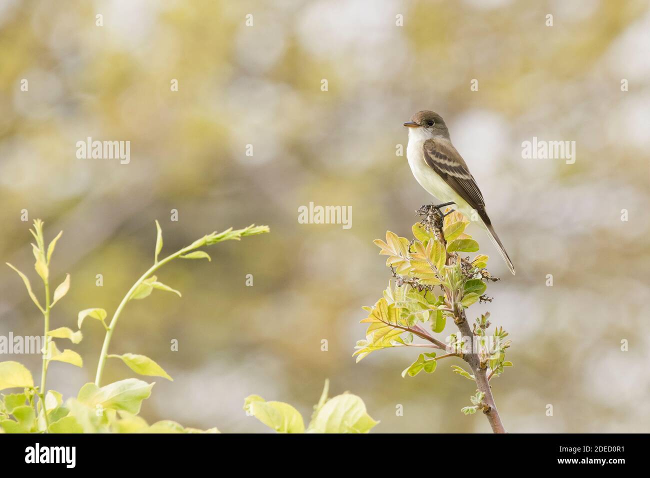 Willow Flycatcher (Empidonax traillii) perched on a plant, Long Island, New York Stock Photo