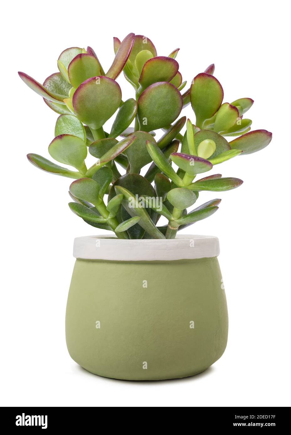 Crassula portulacea plant in vase isolated on white background Stock Photo